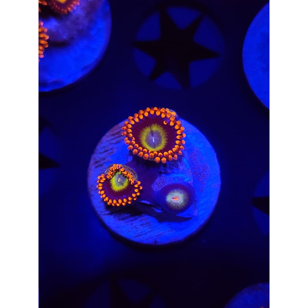 Circus Zoanthid Frag WYSIWYG!