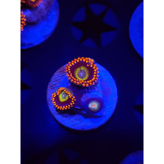 Circus Zoanthid Frag WYSIWYG!