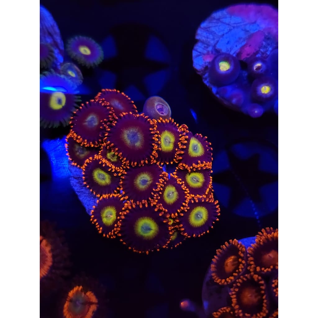 Circus Zoanthid Frag WYSIWYG!