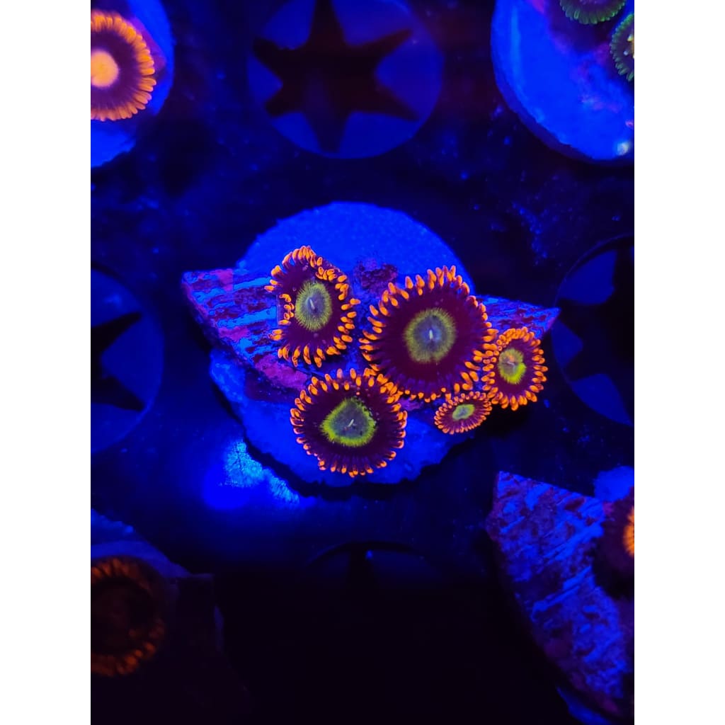 Circus Zoanthid Frag WYSIWYG!