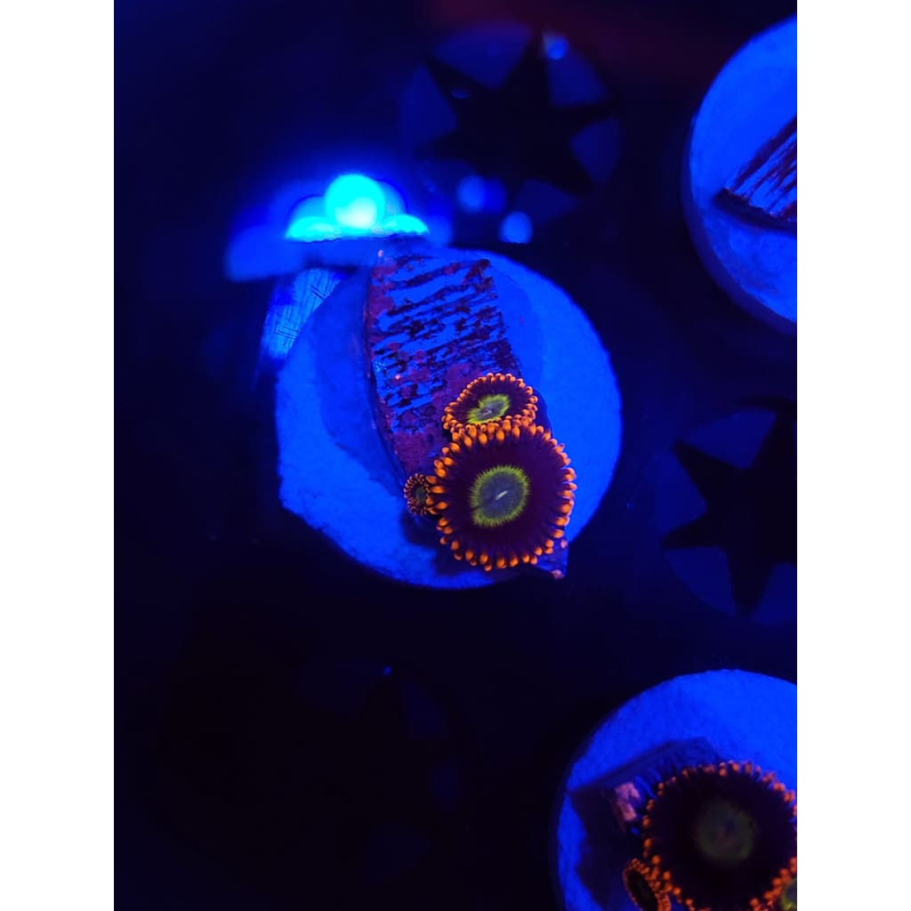 Circus Zoanthid Frag WYSIWYG!