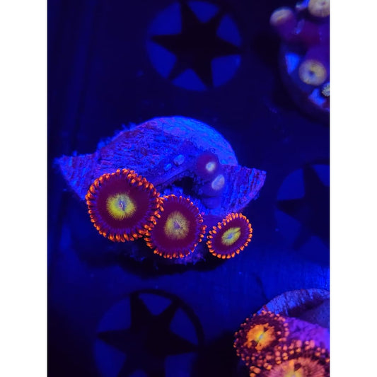 Circus Zoanthid Frag WYSIWYG!