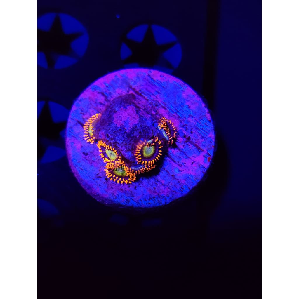 Circus Zoanthid Frag WYSIWYG!