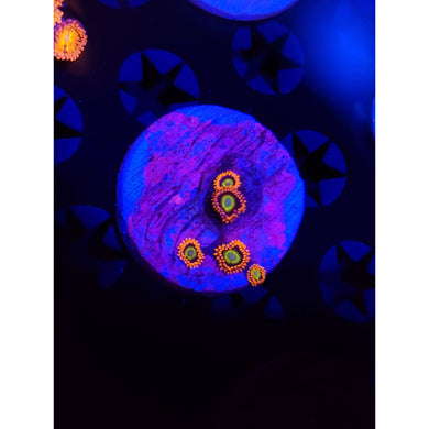 Circus Zoanthid Frag WYSIWYG!
