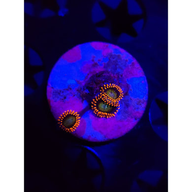 Circus Zoanthid Frag WYSIWYG!