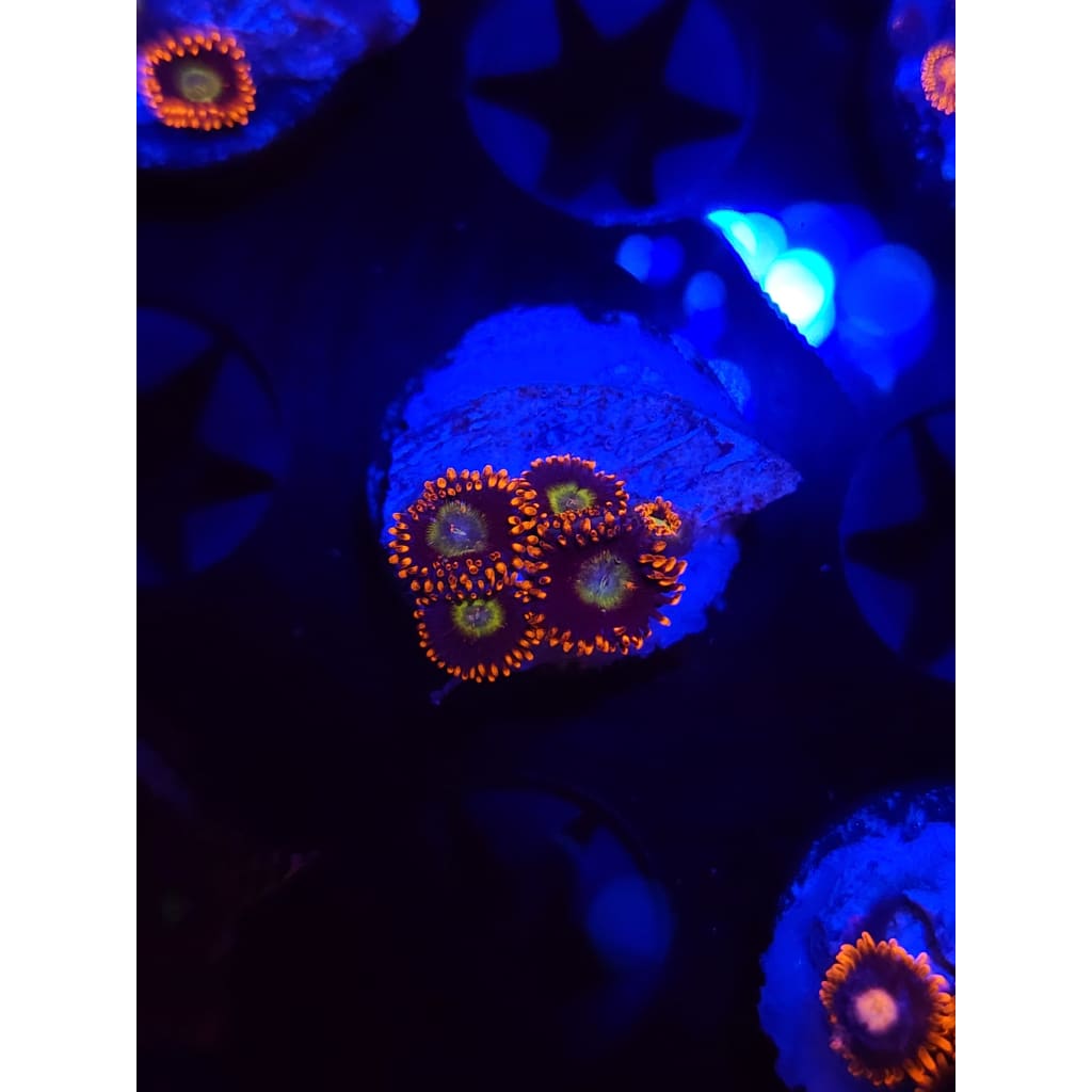Circus Zoanthid Frag WYSIWYG!