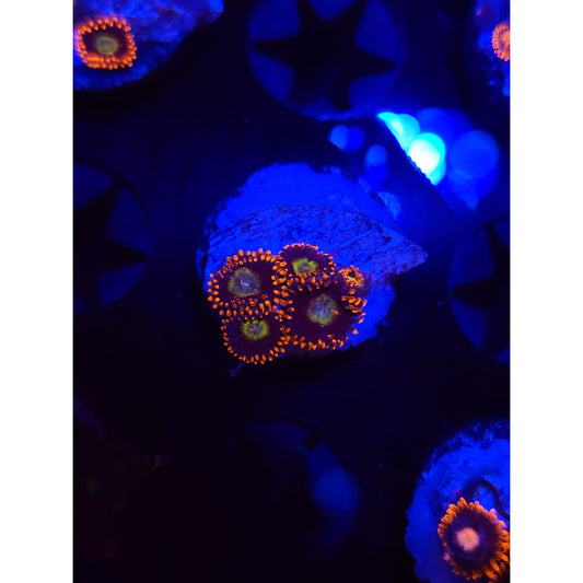 Circus Zoanthid Frag WYSIWYG!