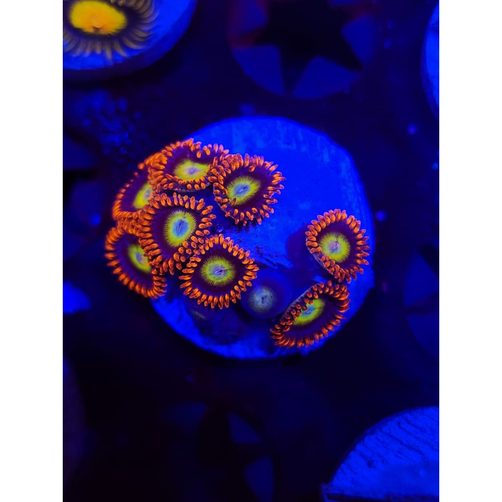 Circus Zoanthid Frag WYSIWYG!