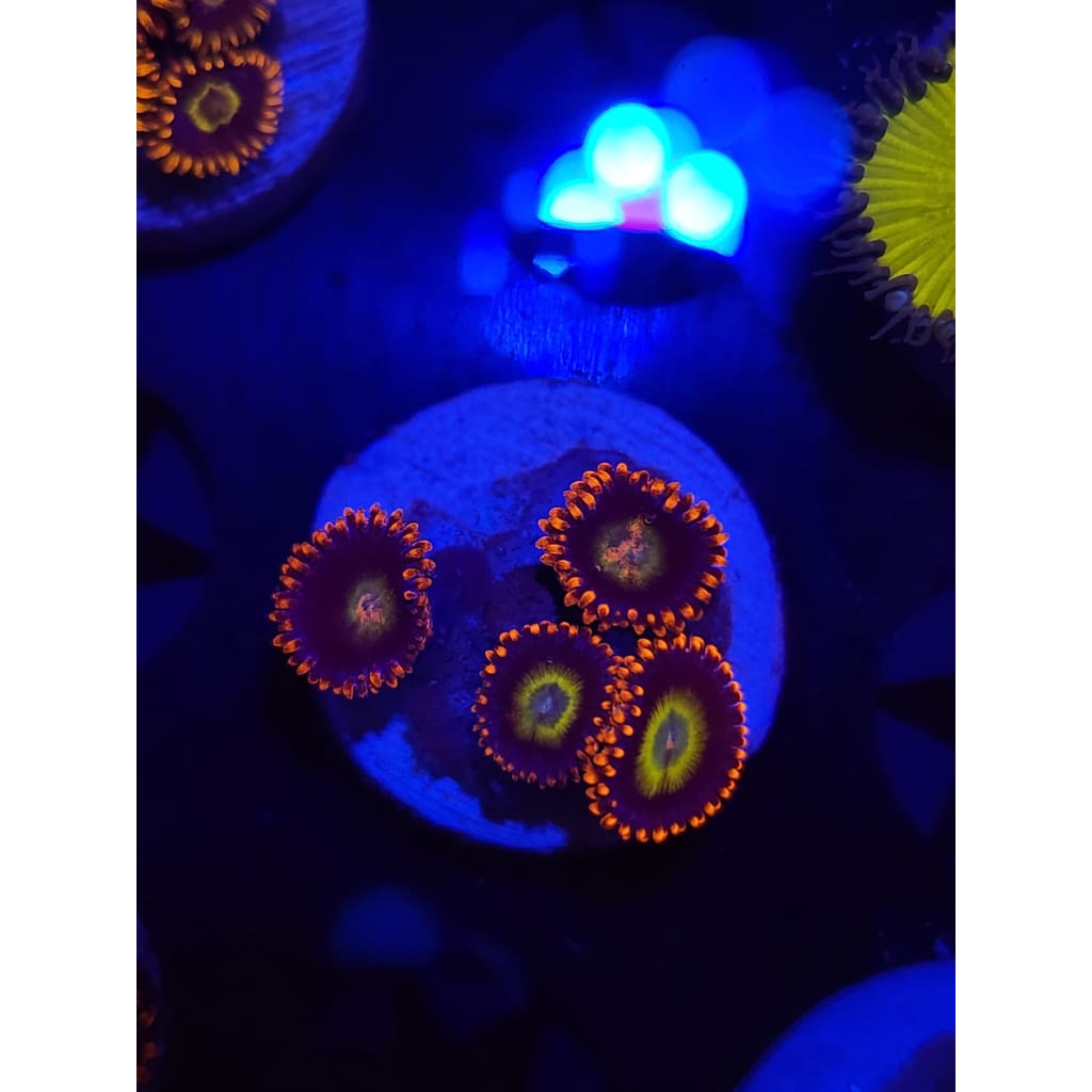 Circus Zoanthid Frag WYSIYWG!