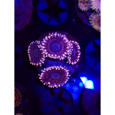 CK Black People Eater Zoanthid Frag WYSIWYG!