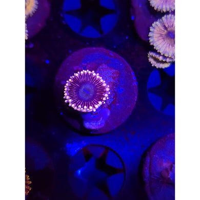 CK Black People Eater Zoanthid Frag WYSIWYG!