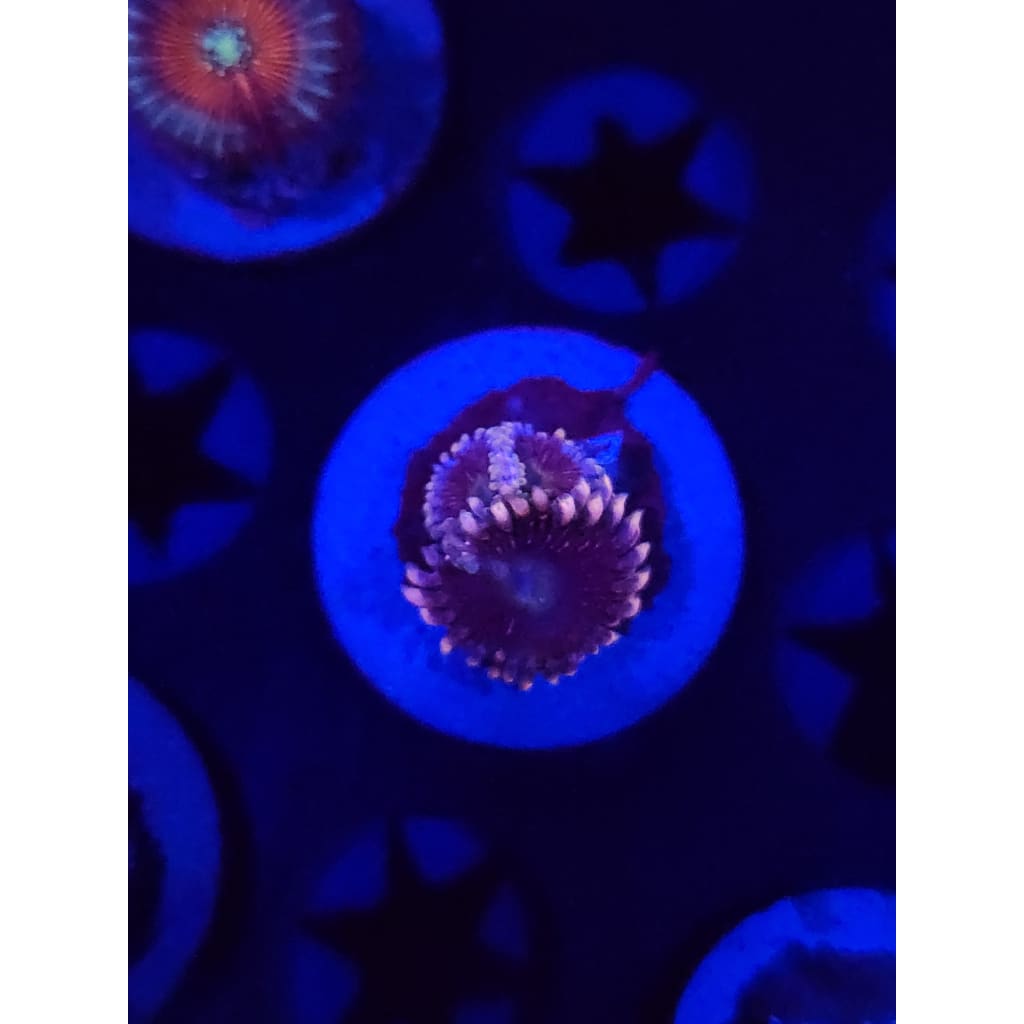 CK Black People Eaters Zoanthid Frag WYSIWYG!