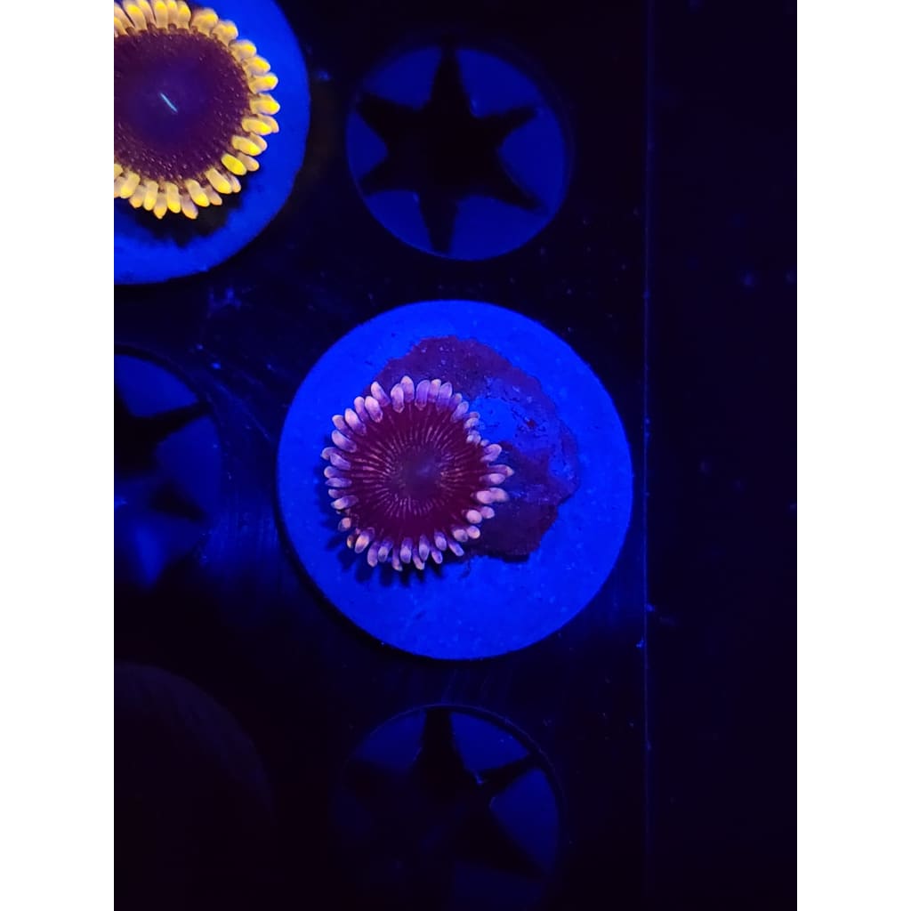 CK Black People Eaters Zoanthid Frag WYSIWYG!