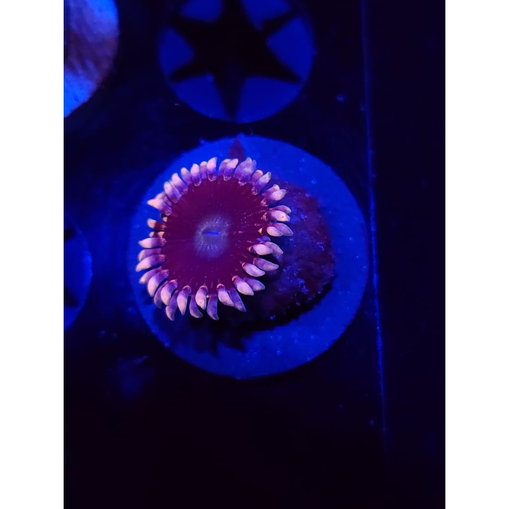 CK Black People Eaters Zoanthid Frag WYSIWYG!