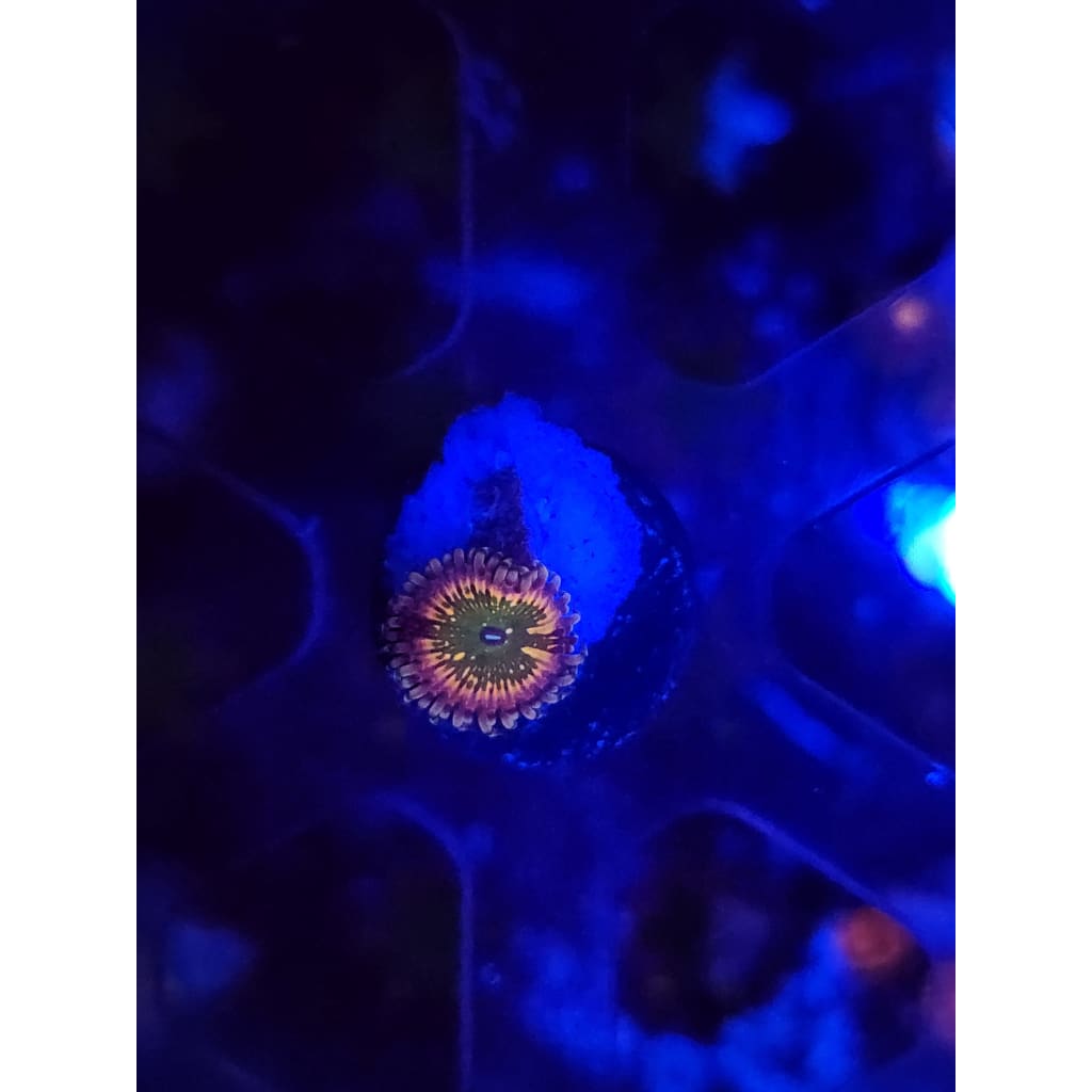 CK Monsters Inc Zoanthid Frag WYSIWYG!