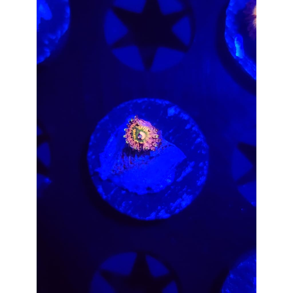 CK Monsters Inc Zoanthid Frag WYSIWYG!