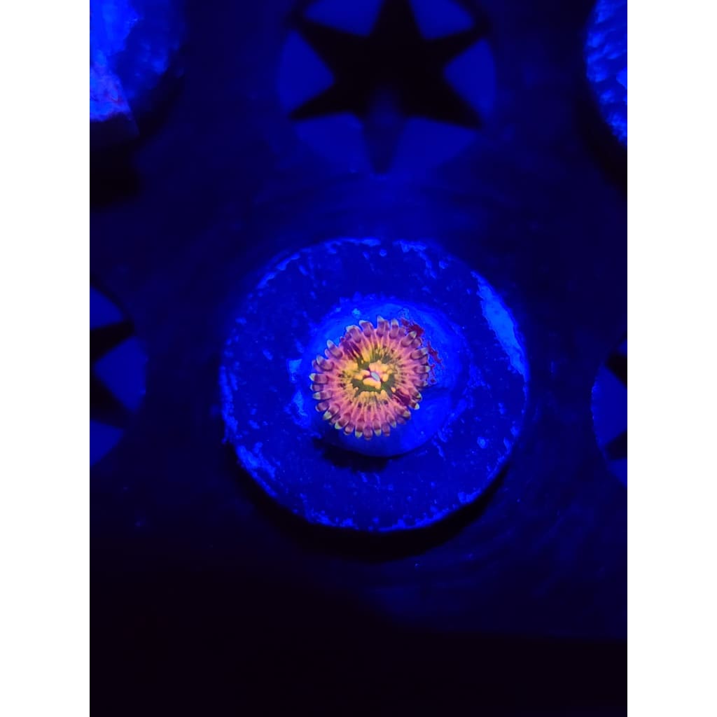 CK Monsters Inc Zoanthid Frag WYSIWYG!