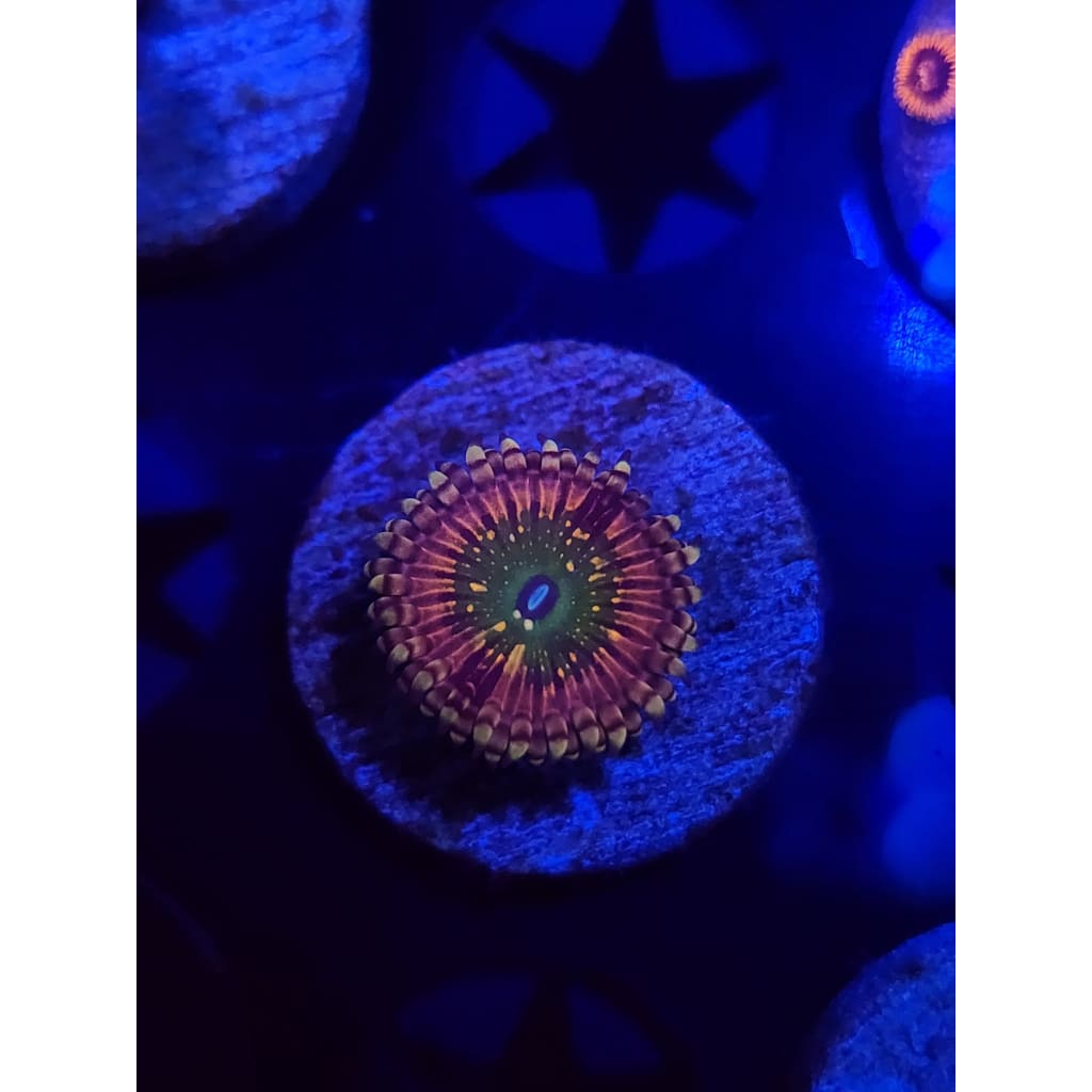 CK Monsters Inc Zoanthid Frag WYSIWYG!