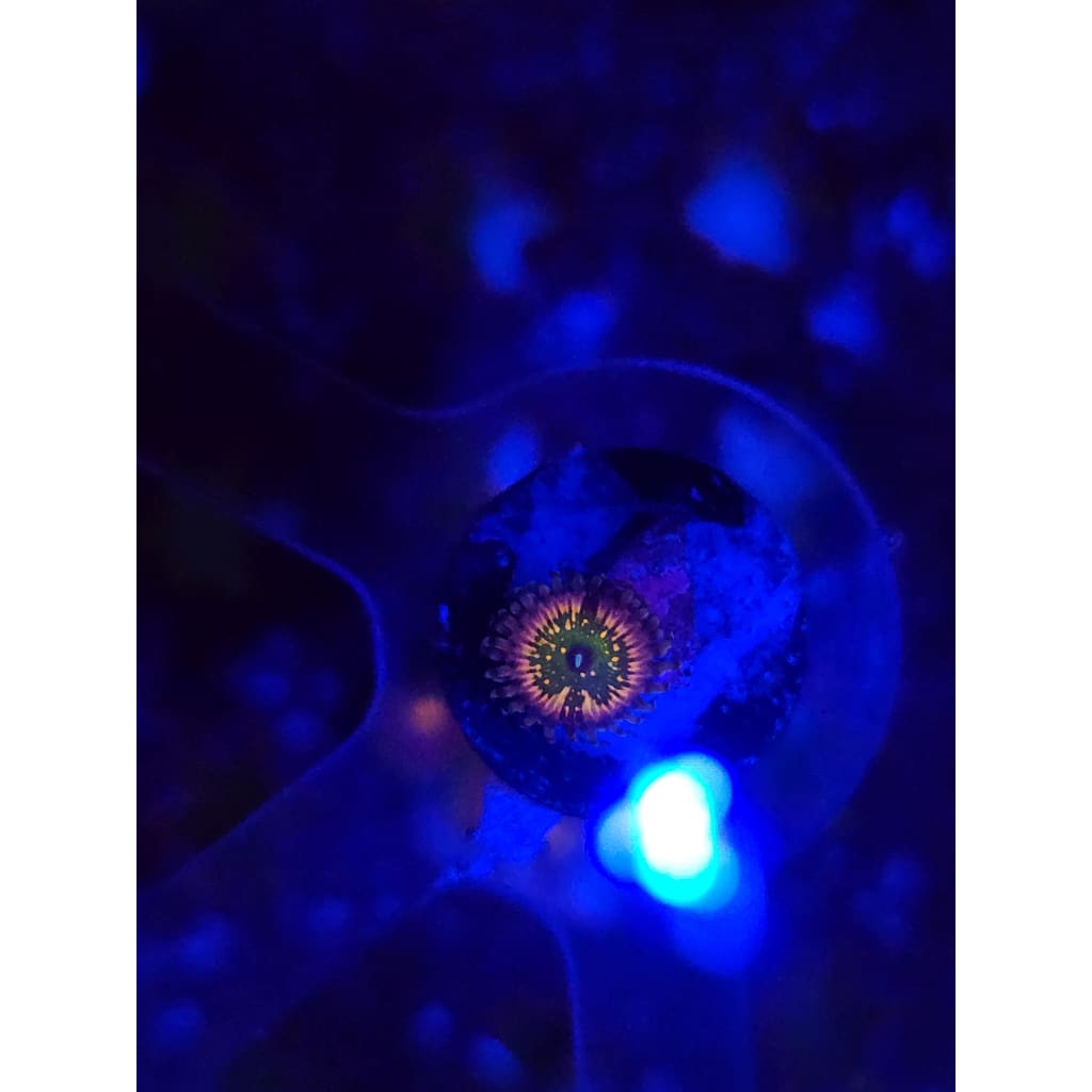 CK Monsters Inc Zoanthid Frag WYSIWYG!