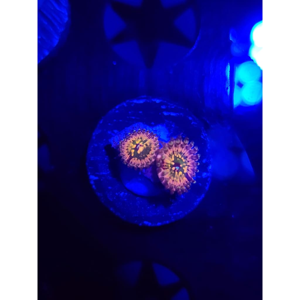CK Monsters Inc Zoanthid Frag WYSIWYG!