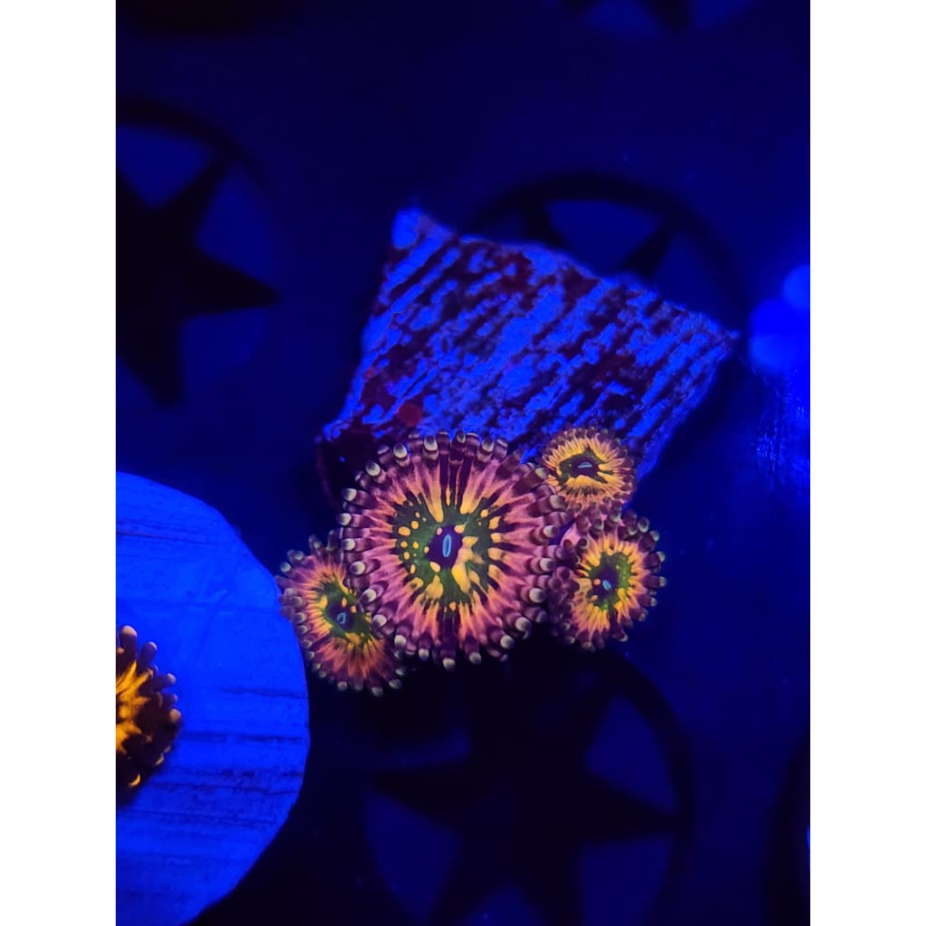 CK Monsters Inc Zoanthid Frag WYSIWYG!