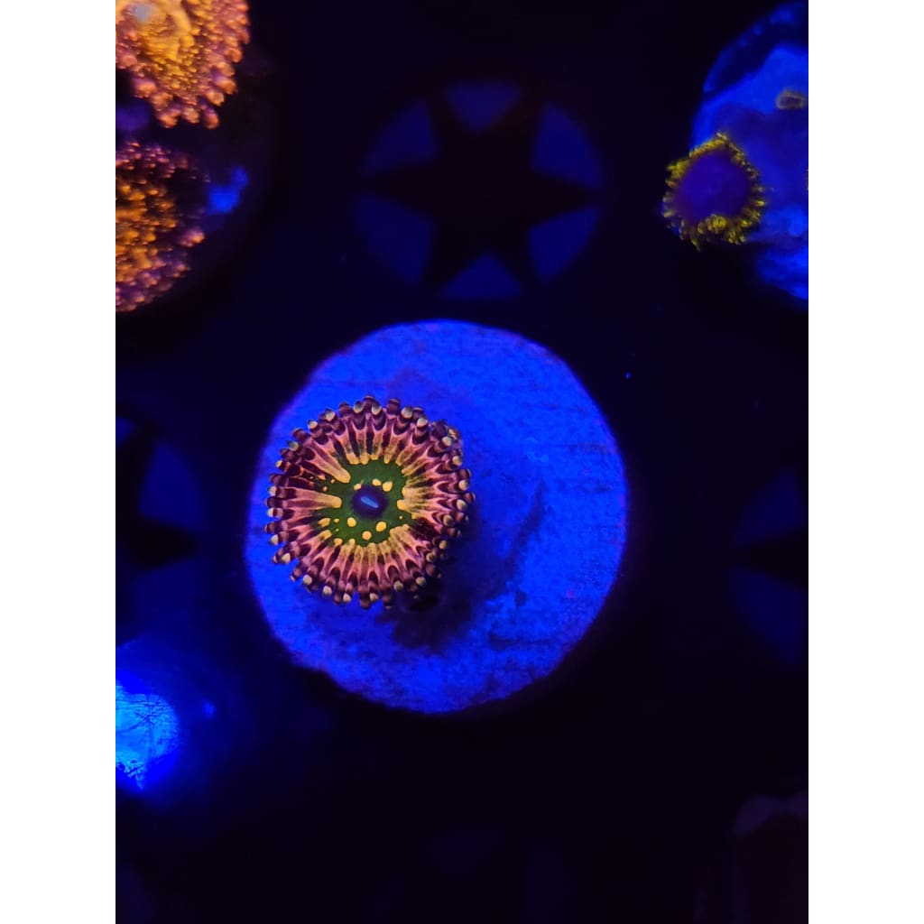 CK Monsters Inc Zoanthid Frag WYSIWYG!