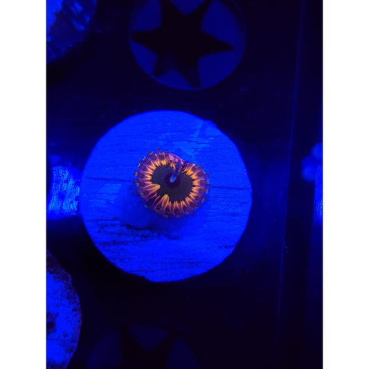 CK Monsters Inc Zoanthid Frag WYSIWYG!