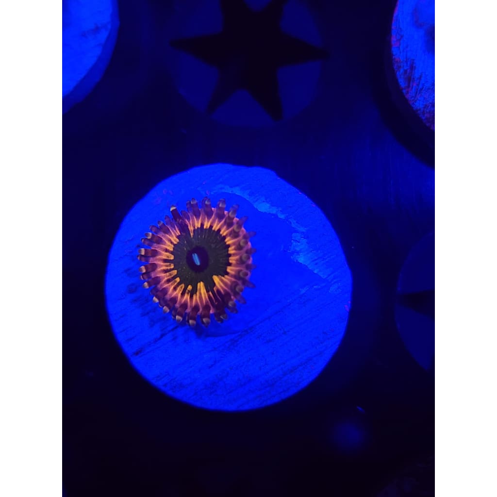 CK Monsters Inc Zoanthid Frag WYSIWYG!