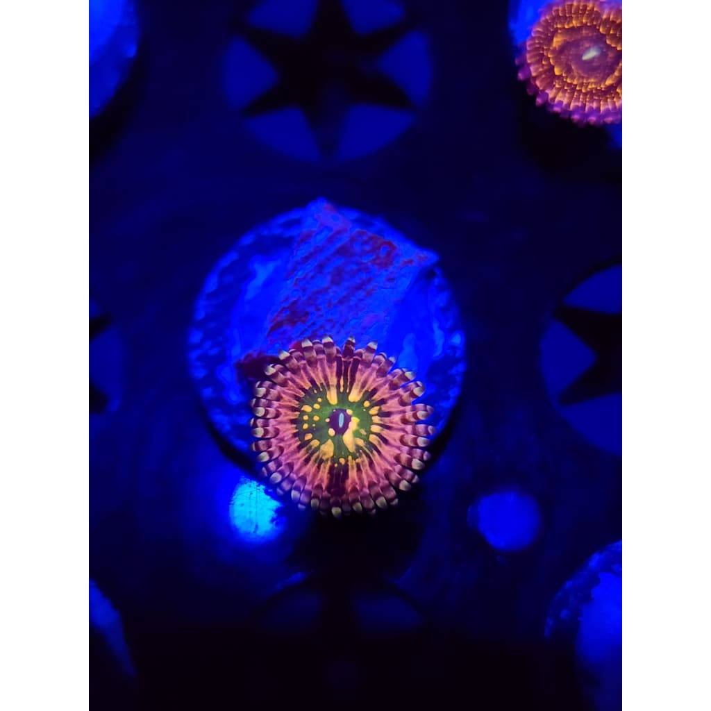 CK Monsters Inc Zoanthid Frag WYSIWYG!