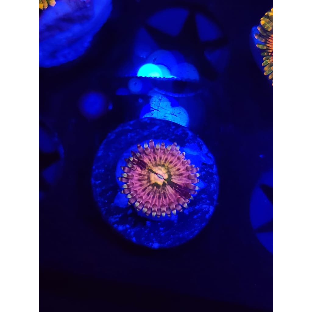 CK Monsters Inc Zoanthid Frag WYSIWYG!