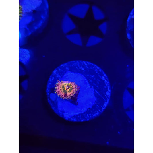 CK Monsters Inc Zoanthid Frag WYSIWYG!