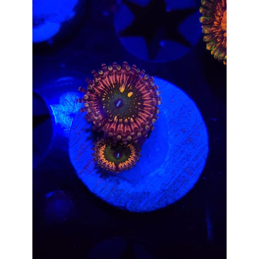 CK Monsters Inc Zoanthid Frag WYSIWYG!
