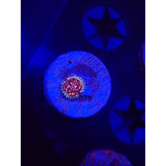 CK Pink Space Monster Zoanthid Frag WYSIWYG!