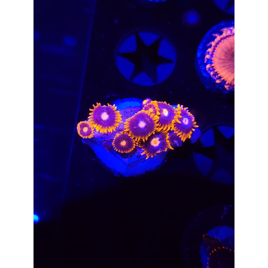 Clementine Zoanthid Frag WYSIWYG!
