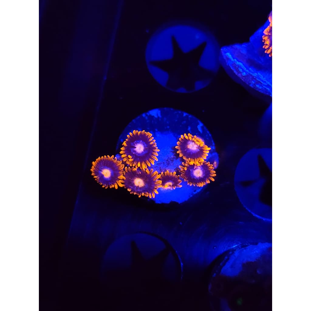 Clementine Zoanthid Frag WYSIWYG!