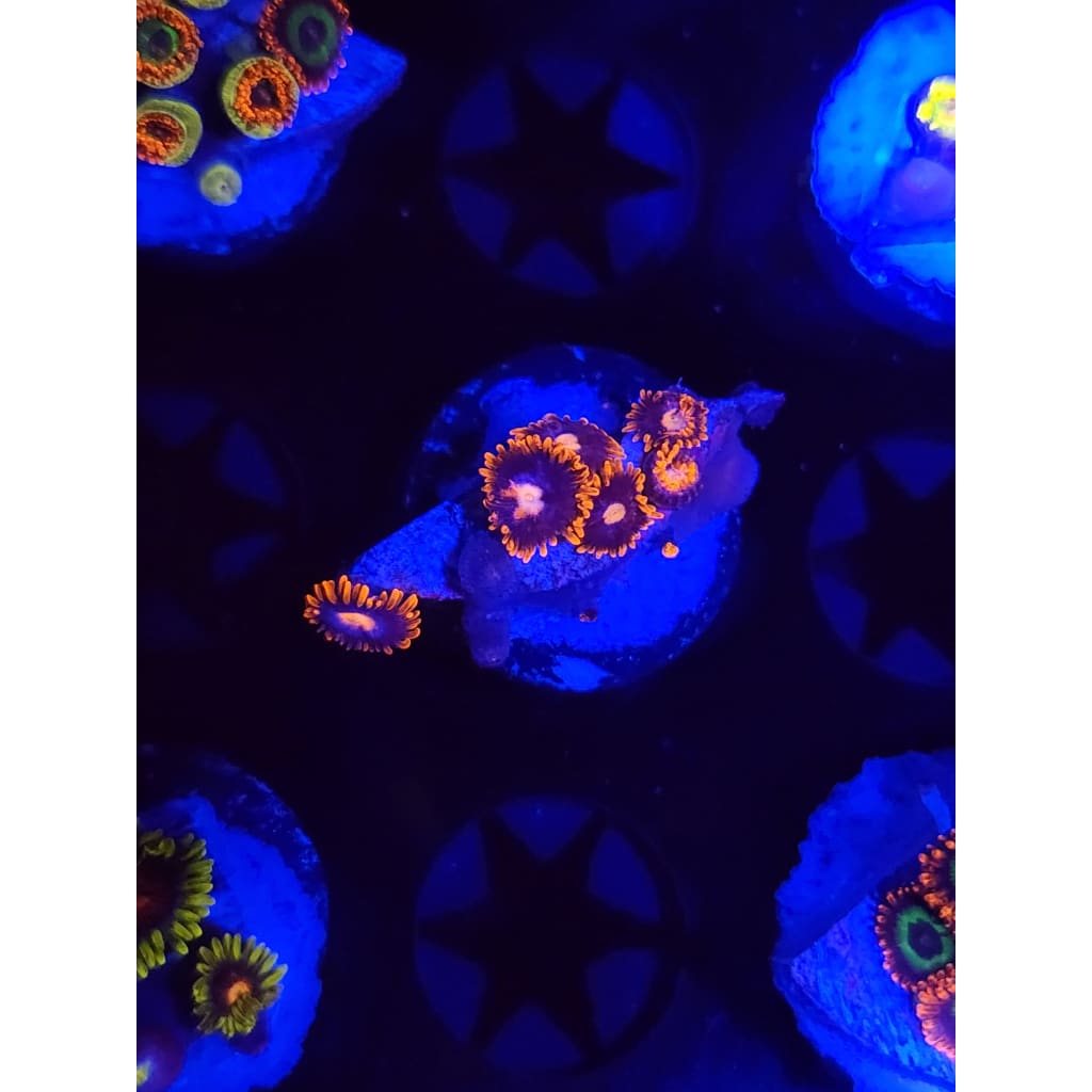 Clementine Zoanthid Frag WYSIWYG!