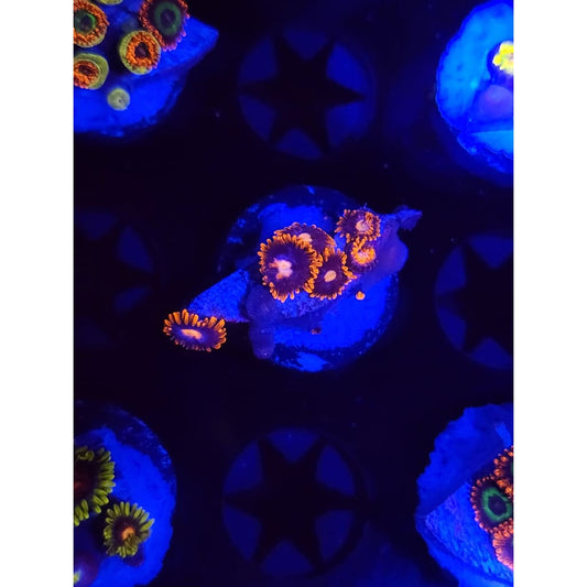 Clementine Zoanthid Frag WYSIWYG!