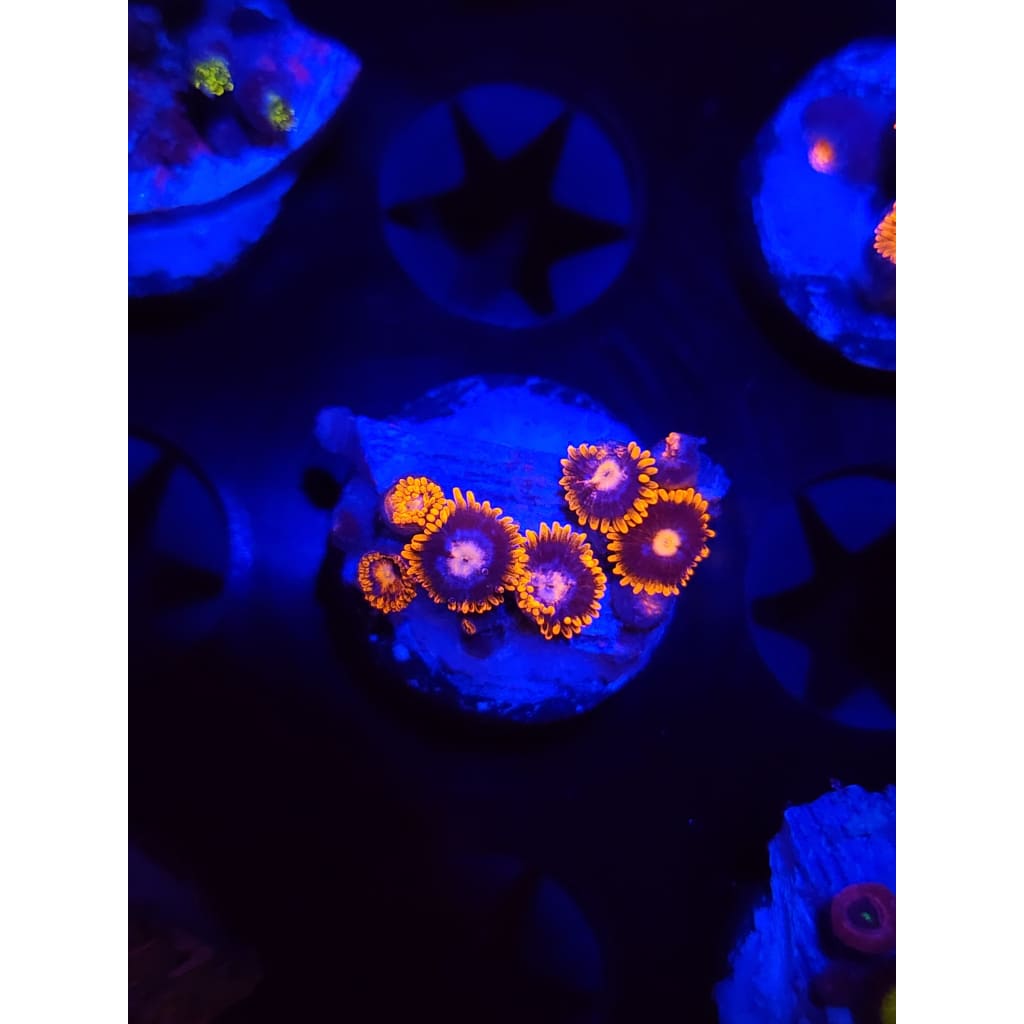 Clementine Zoanthid Frag WYSIWYG!