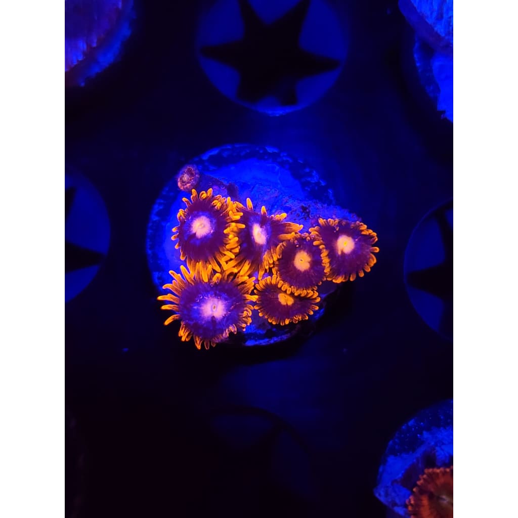 Clementine Zoanthid Frag WYSIWYG!