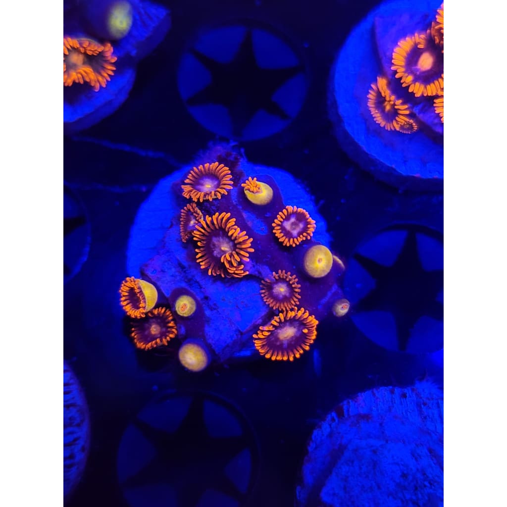 Clementine Zoanthid Frag WYSIWYG!