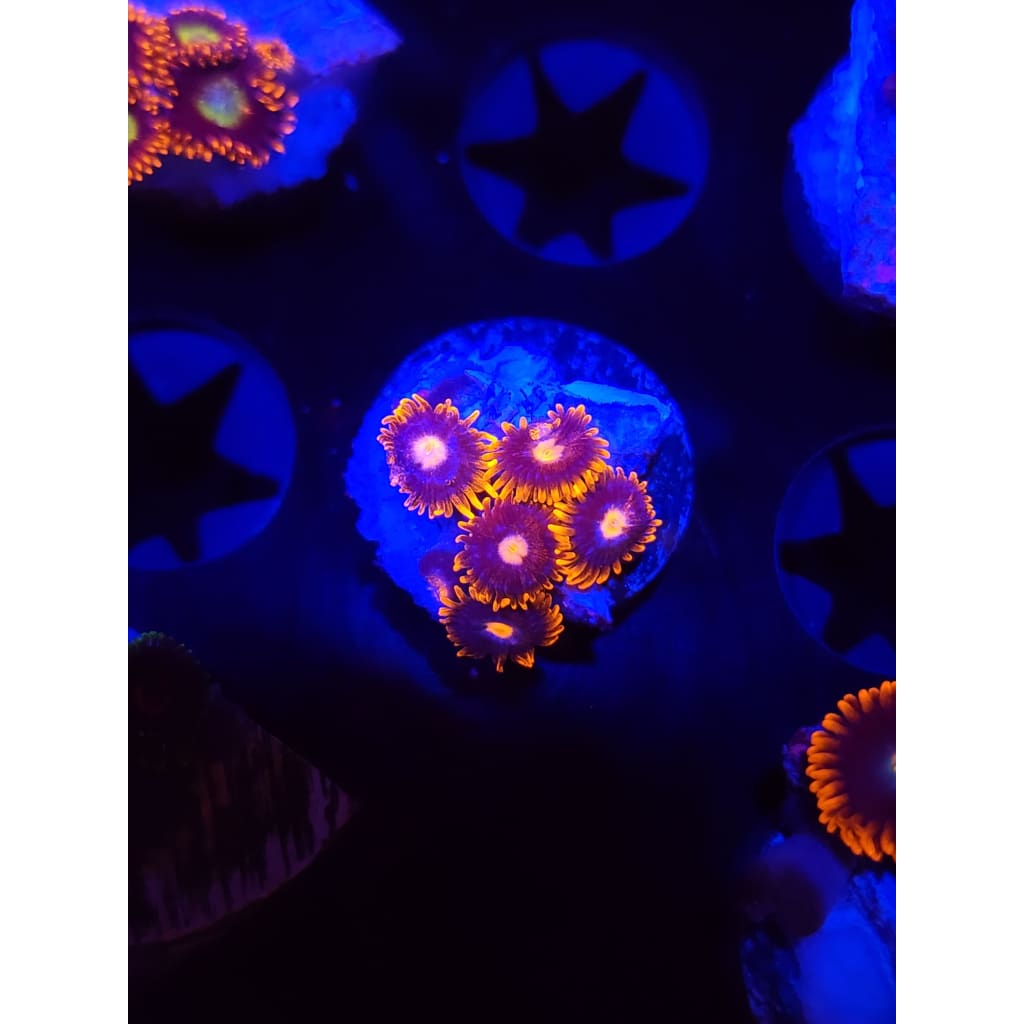 Clementine Zoanthid Frag WYSIWYG!