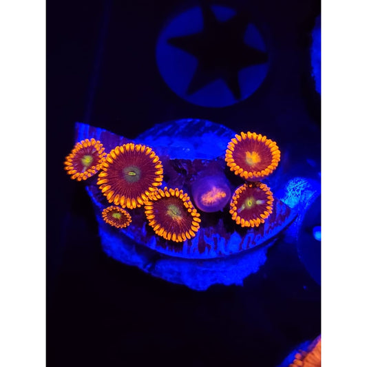 Confused Fireball Zoanthid Frag WYSIWYG!