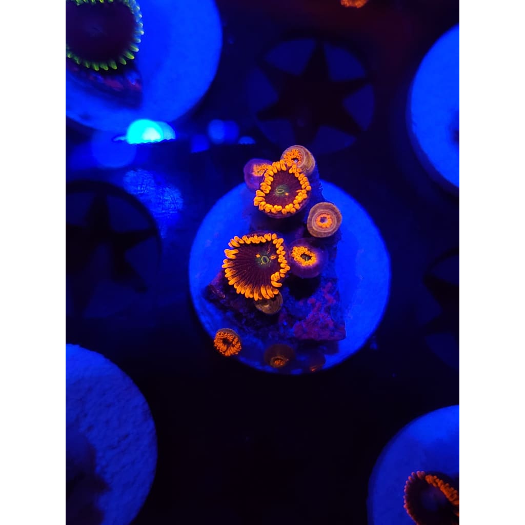 Confused Fireballs Zoanthid Frag WYSIWYG!