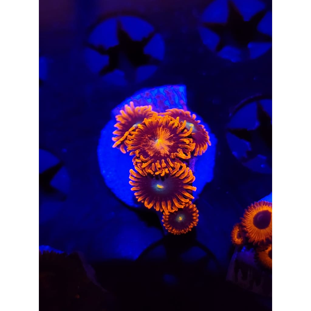 Confused Fireballs Zoanthid Frag WYSIWYG!
