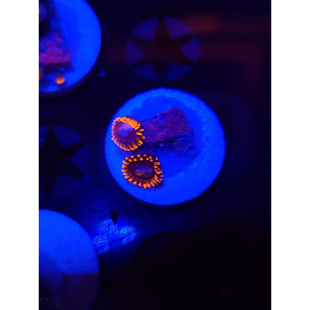 Confused Fireballs Zoanthid Frag WYSIWYG!
