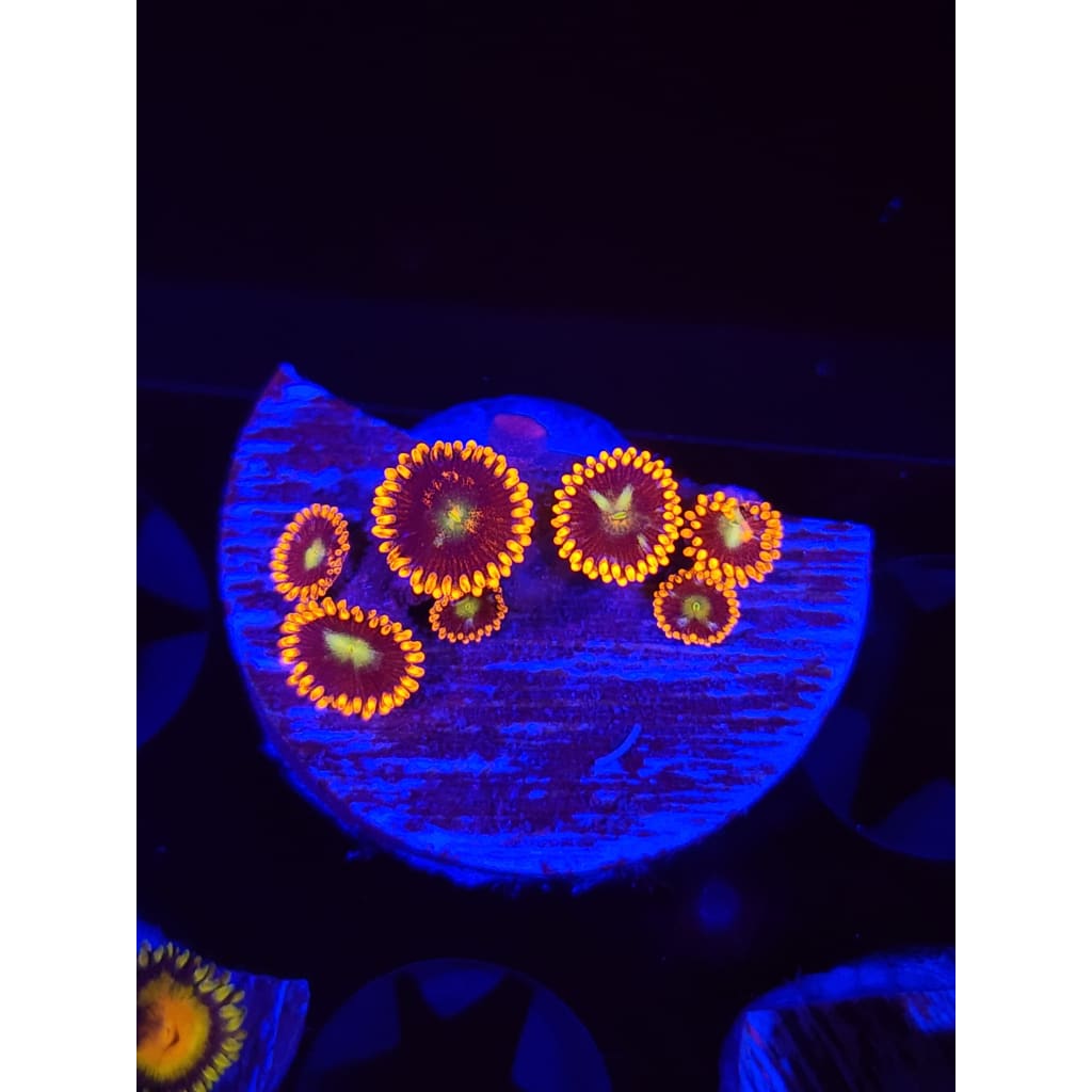 Confused Fireballs Zoanthid Frag WYSIWYG!