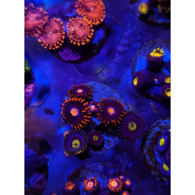 Cookie Monster Combo Zoanthid Frag WYSIWYG!