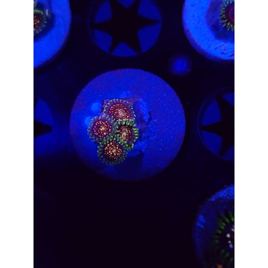 Cosmic Combustion Zoanthid Frag WYSIWYG!