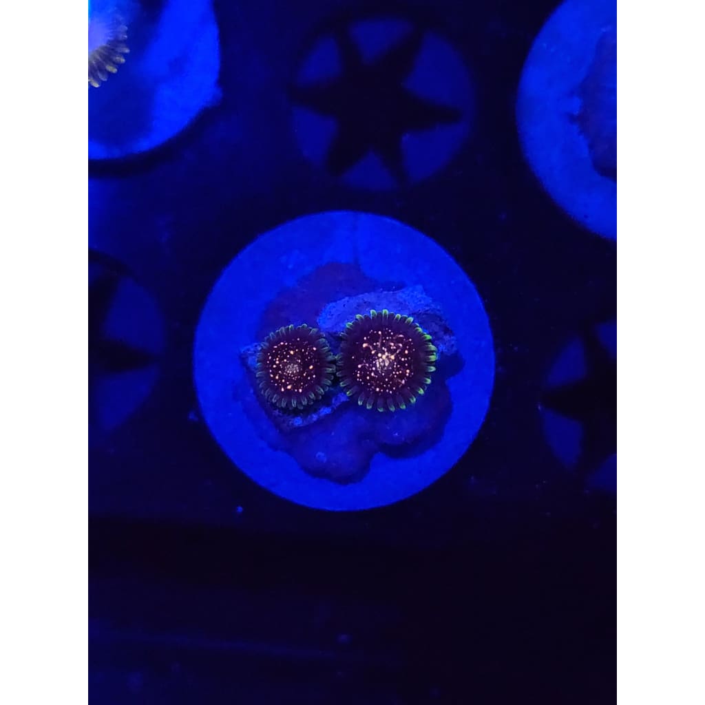 Cosmic Combustion Zoanthid Frag WYSIWYG!
