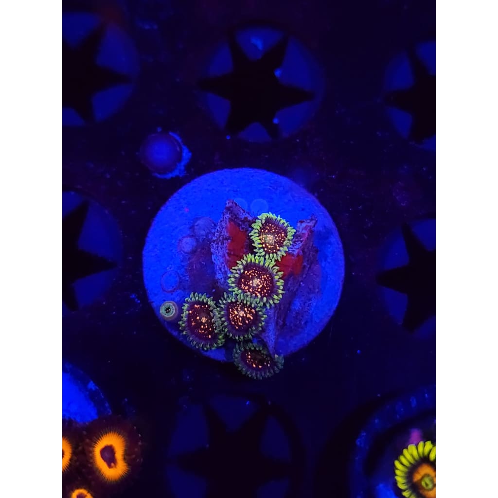 Cosmic Combustion Zoanthid Frag WYSIWYG!
